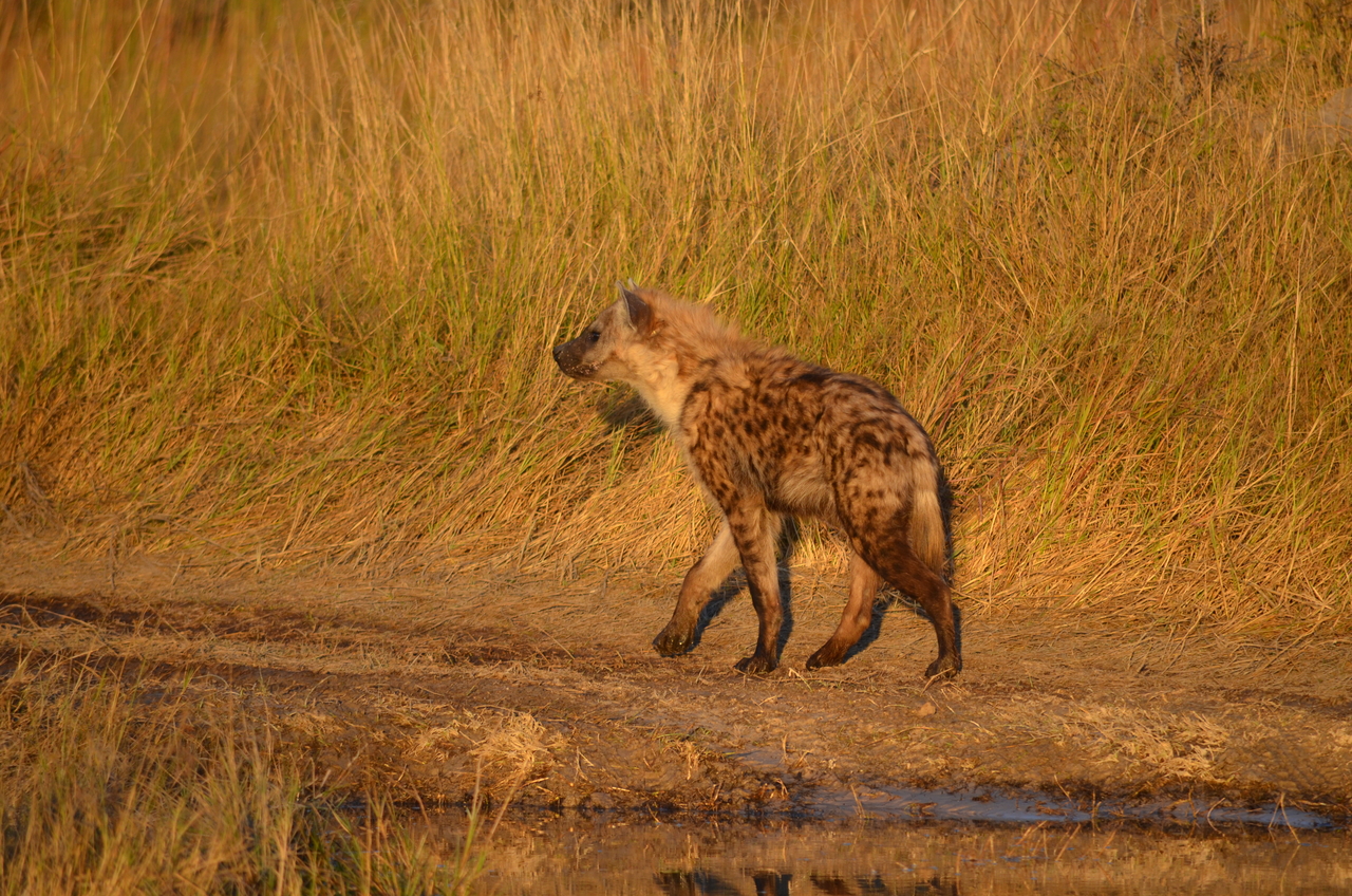 [21325] 2016_06_29_07_47_02_Africa_NIKON_D5100_IMG__00461.jpg