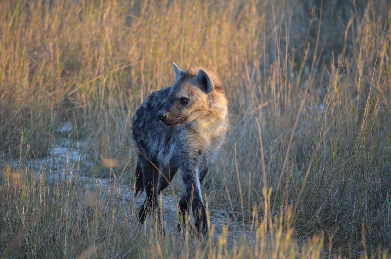 [21329] 2016_06_29_07_50_36_Africa_NIKON_D5100_IMG__00463.jpg