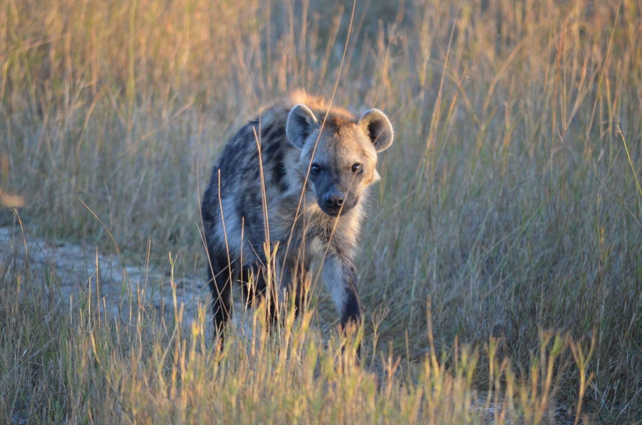 [21331] 2016_06_29_07_50_38_Africa_NIKON_D5100_IMG__00464.jpg