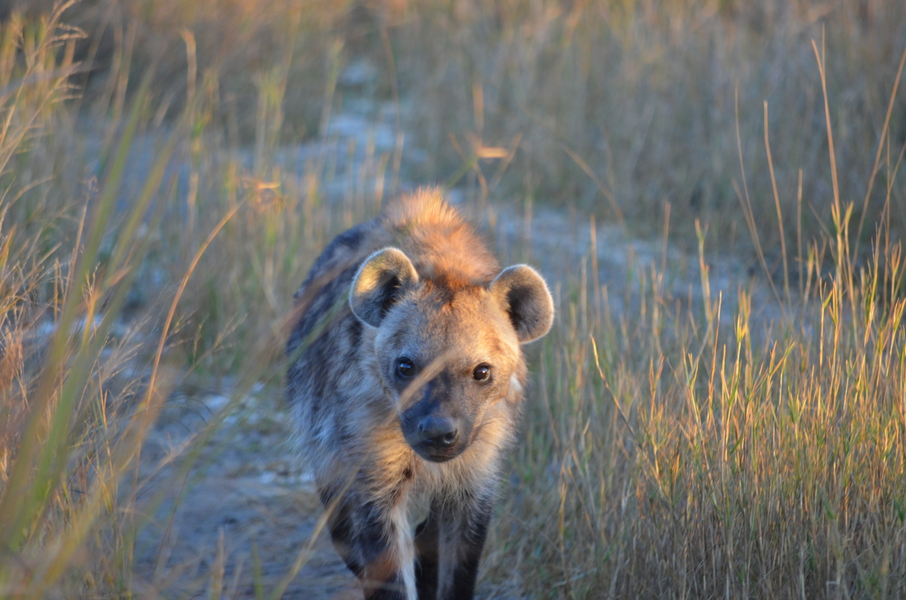 [21337] 2016_06_29_07_50_48_Africa_NIKON_D5100_IMG__00467.jpg