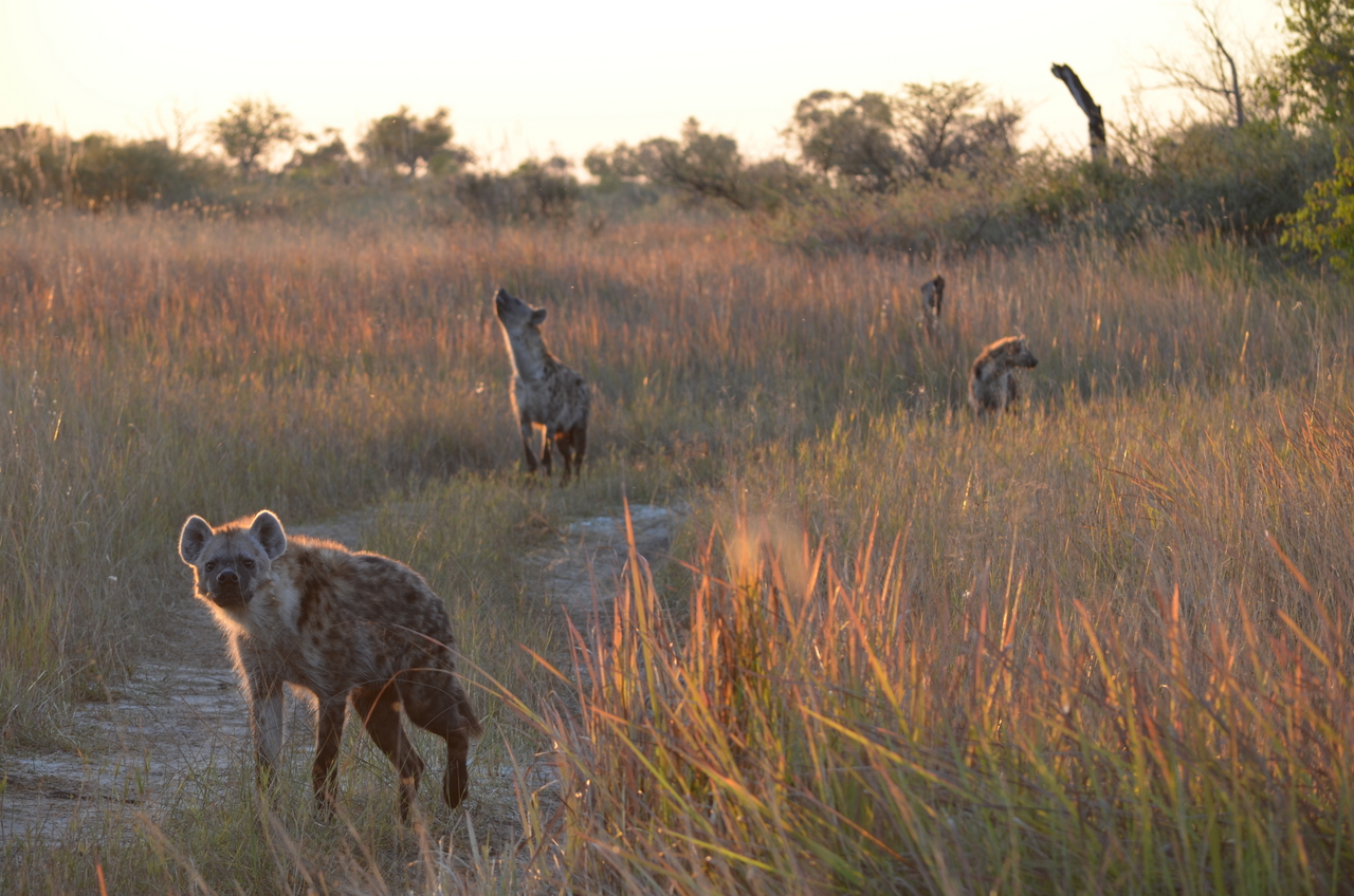 [21346] 2016_06_29_07_55_37_Africa_NIKON_D5100_IMG__05093.jpg