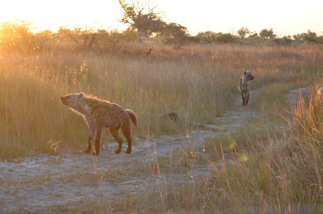[21352] 2016_06_29_07_55_59_Africa_NIKON_D5100_IMG__05096.jpg