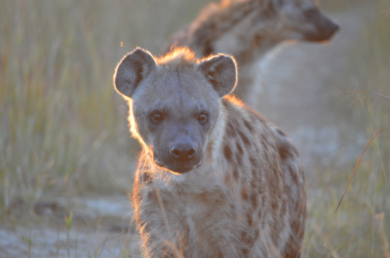 [21355] 2016_06_29_07_56_44_Africa_NIKON_D5100_IMG__00476.jpg