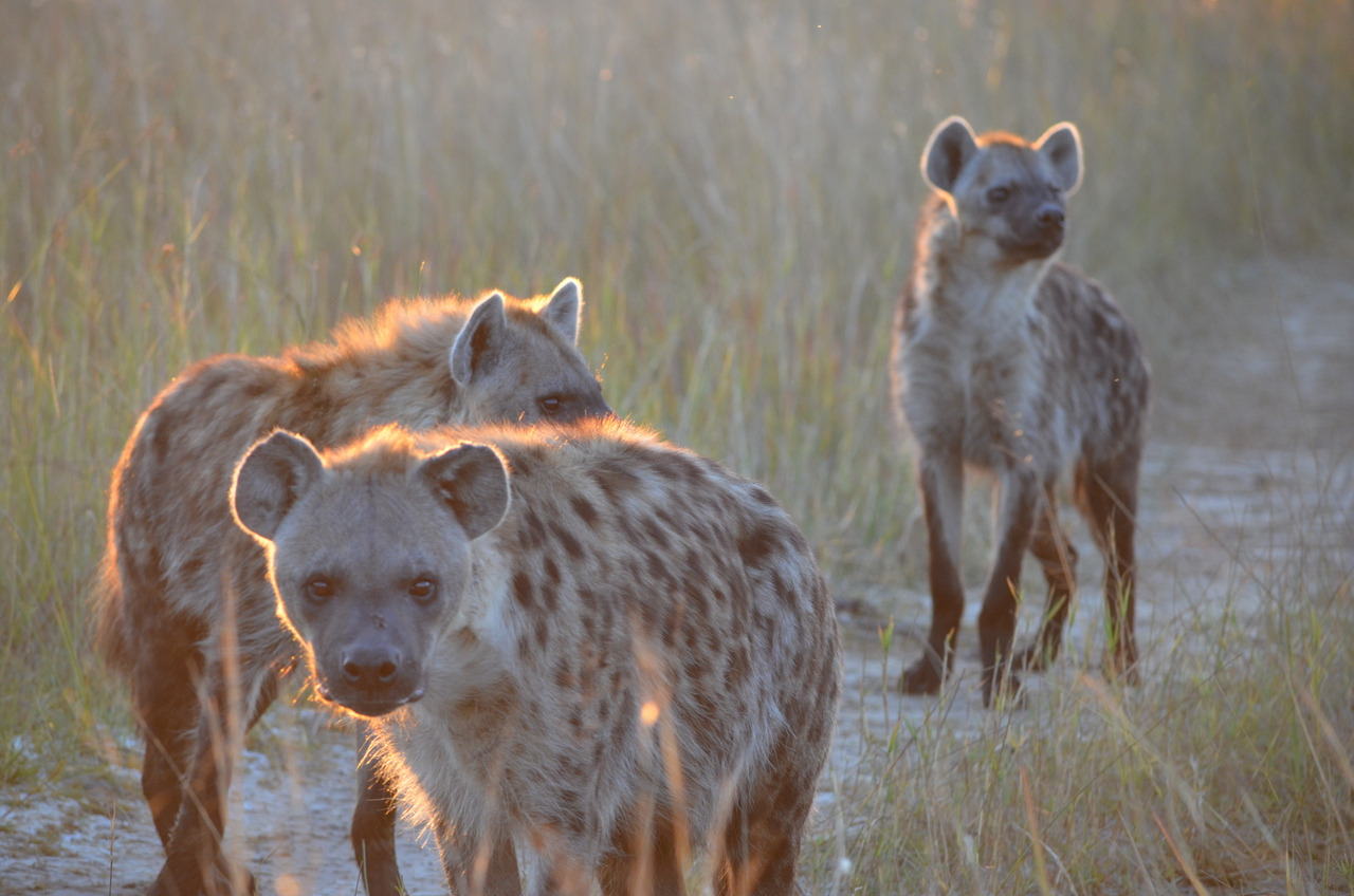 [21365] 2016_06_29_07_56_56_Africa_NIKON_D5100_IMG__00481.jpg
