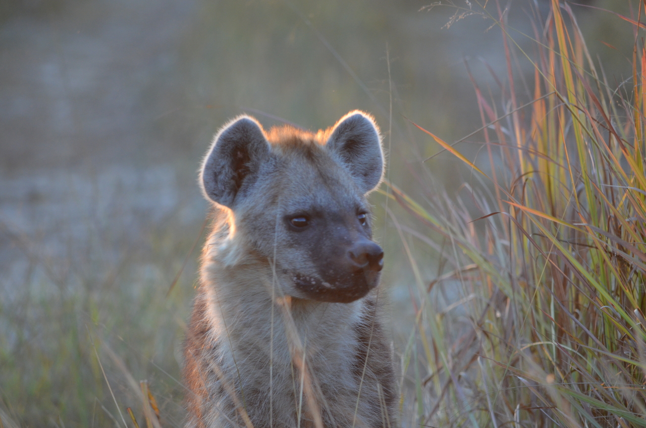 [21367] 2016_06_29_07_59_05_Africa_NIKON_D5100_IMG__00482.jpg