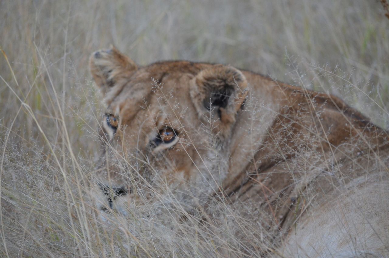 [21386] 2016_06_29_08_07_01_Africa_NIKON_D5100_IMG__05110.jpg