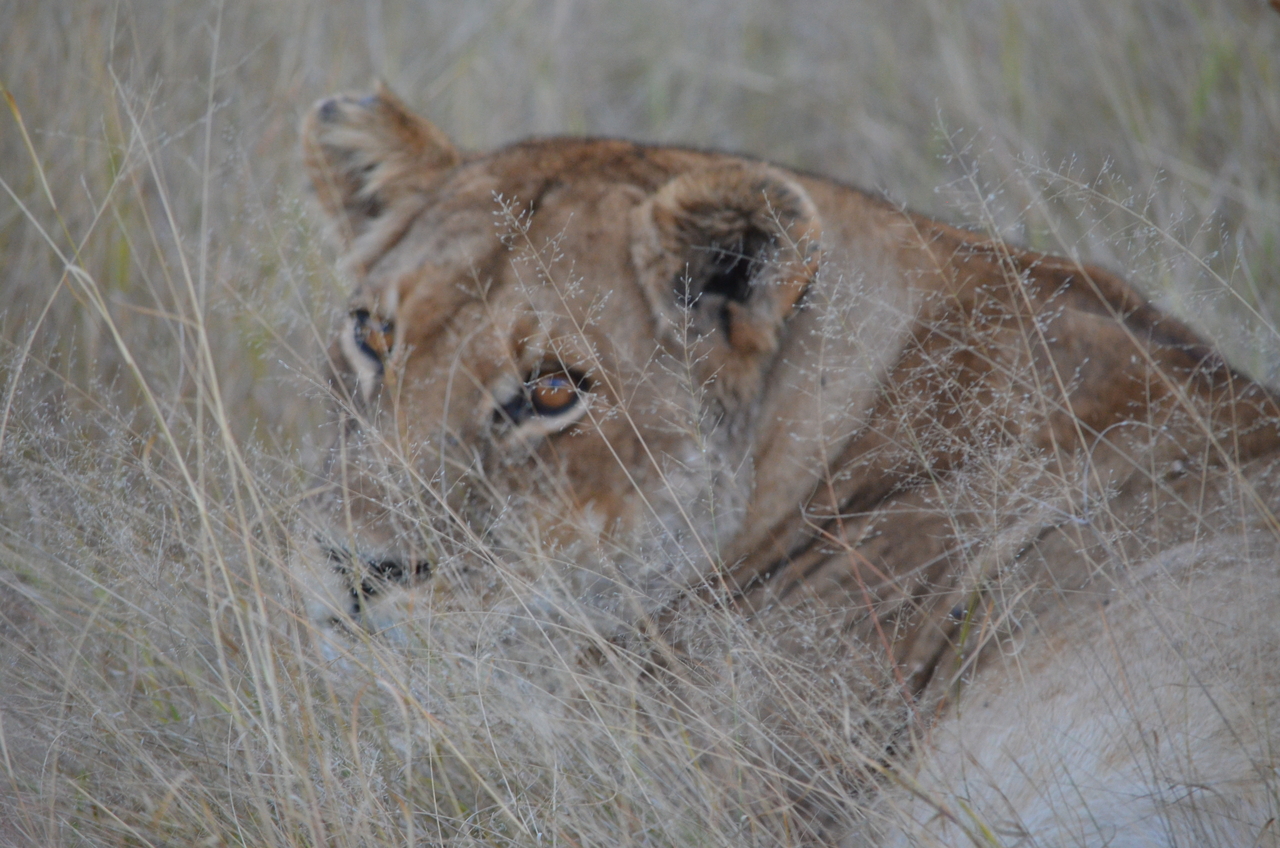 [21388] 2016_06_29_08_07_04_Africa_NIKON_D5100_IMG__05111.jpg