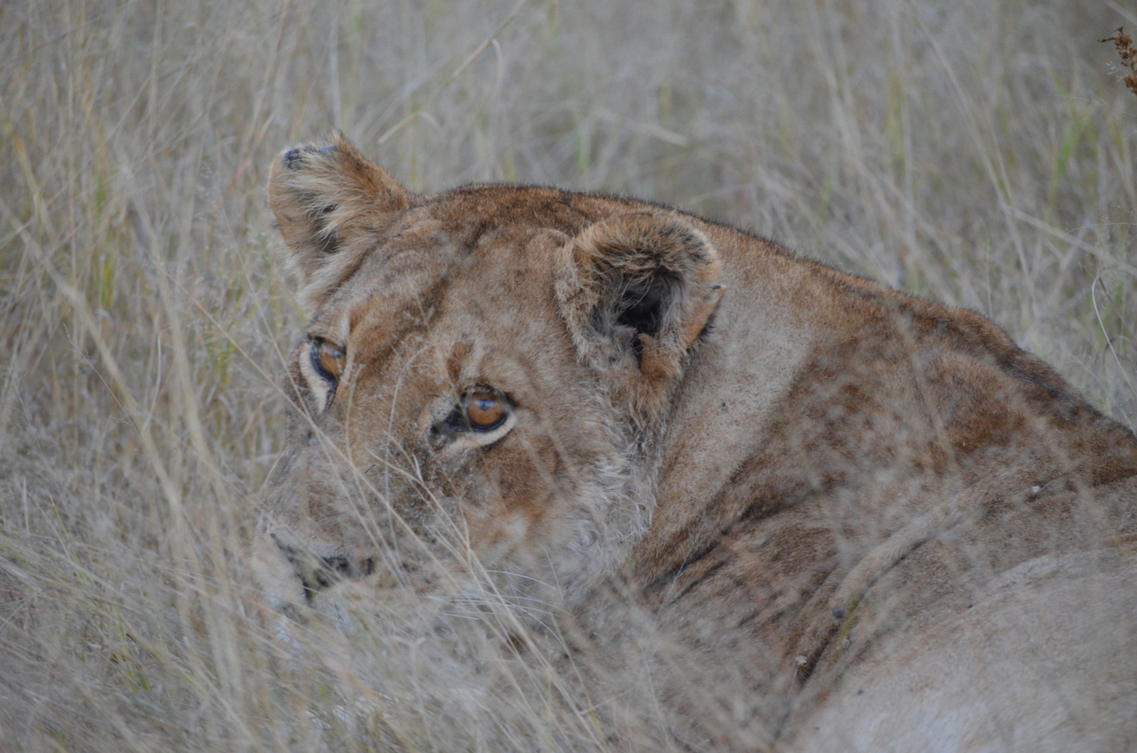 [21389] 2016_06_29_08_07_10_Africa_NIKON_D5100_IMG__00490.jpg