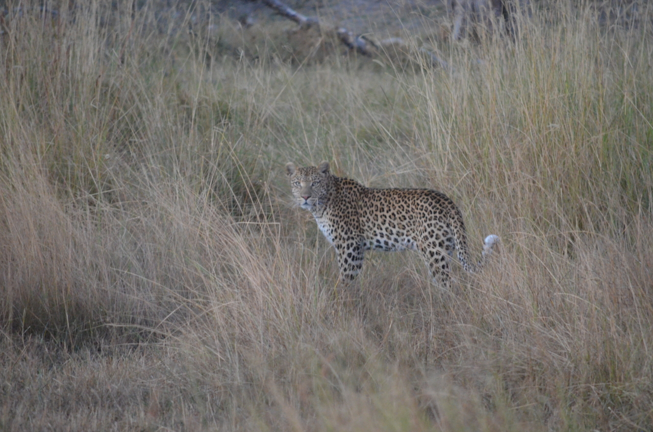 [21396] 2016_06_29_08_18_38_Africa_NIKON_D5100_IMG__05115.jpg