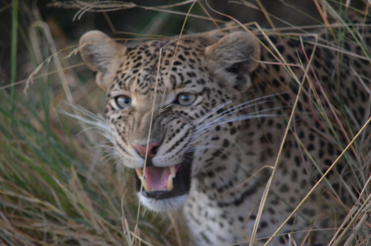 [21411] 2016_06_29_08_22_38_Africa_NIKON_D5100_IMG__00501.jpg