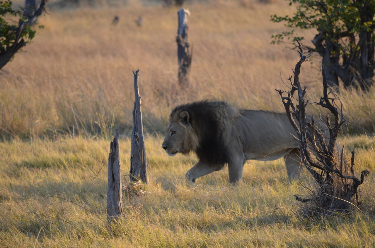 [22281] 2016_06_29_21_46_38_Africa_NIKON_D5100_IMG__05134.jpg