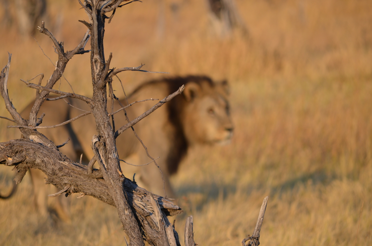 [22295] 2016_06_29_21_51_46_Africa_NIKON_D5100_IMG__05141.jpg