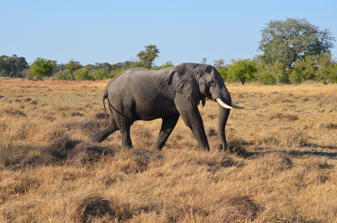 [22317] 2016_06_29_22_39_19_Africa_NIKON_D5100_IMG__05152.jpg