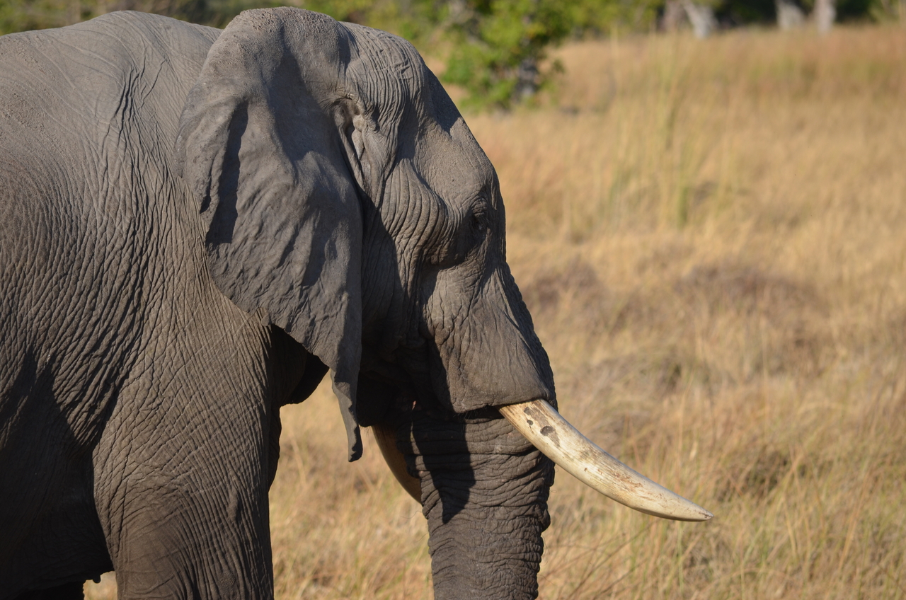 [22321] 2016_06_29_22_39_37_Africa_NIKON_D5100_IMG__05154.jpg