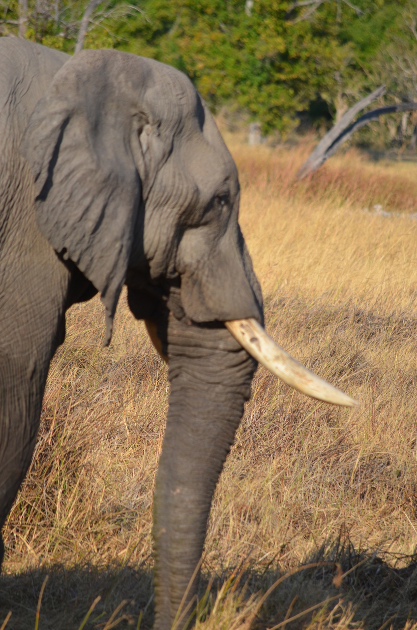 [22322] 2016_06_29_22_39_45_Africa_NIKON_D5100_IMG__00533.jpg