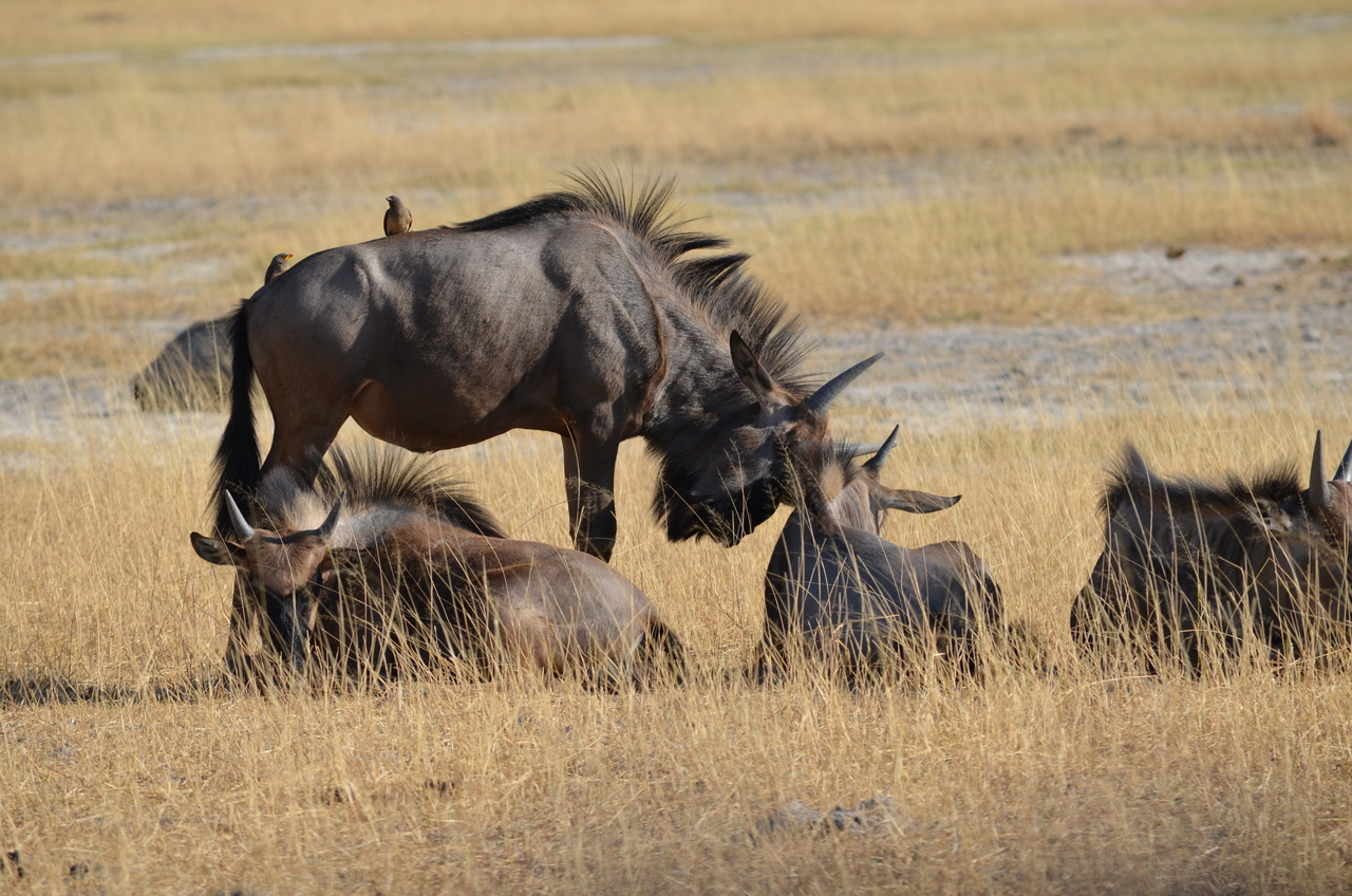 [22352] 2016_06_29_23_35_23_Africa_NIKON_D5100_IMG__00548.jpg