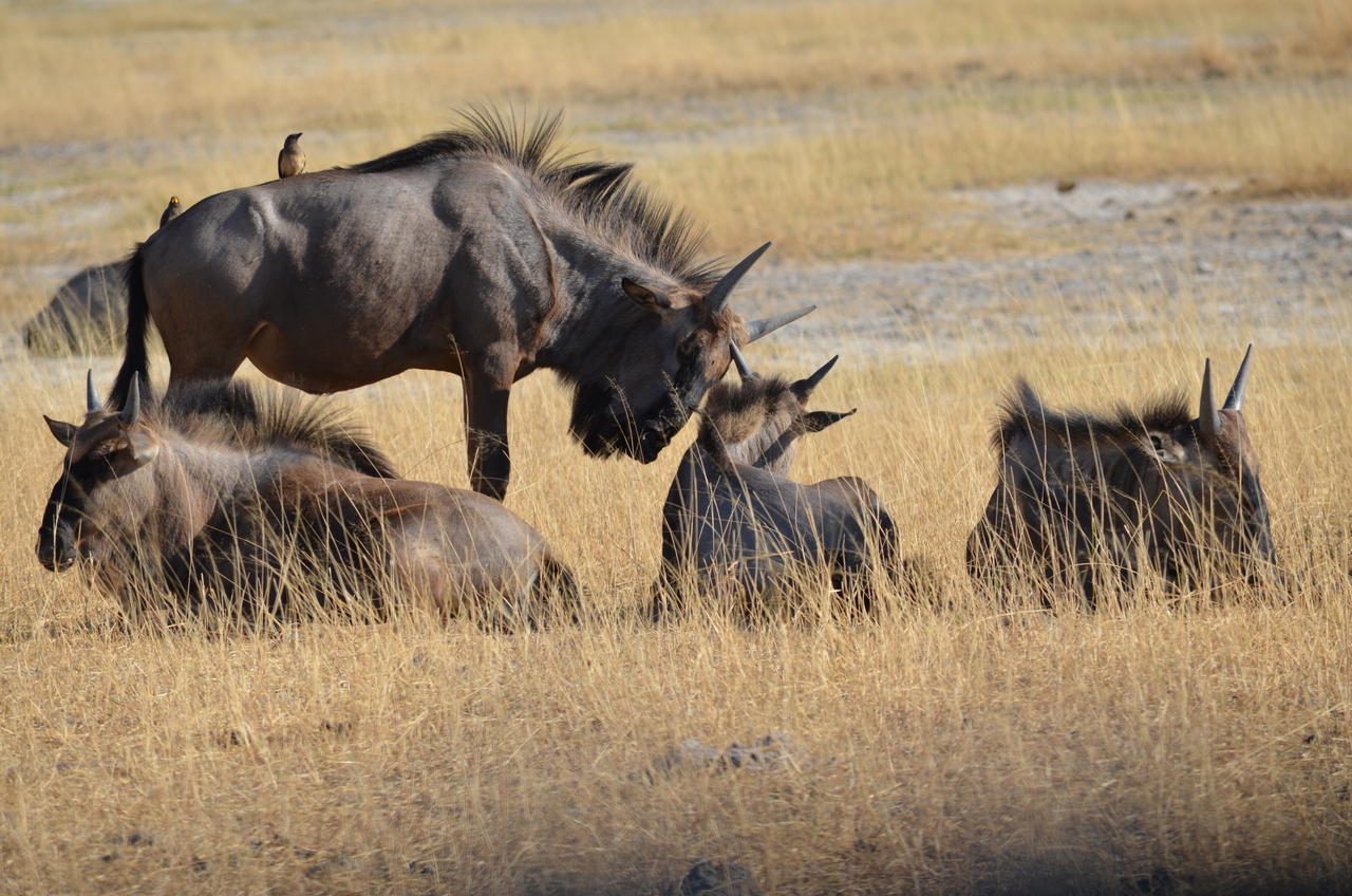 [22354] 2016_06_29_23_35_31_Africa_NIKON_D5100_IMG__00549.jpg