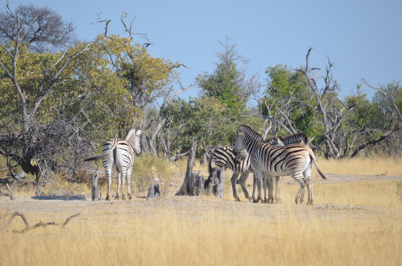 [22356] 2016_06_29_23_51_48_Africa_NIKON_D5100_IMG__00550.jpg