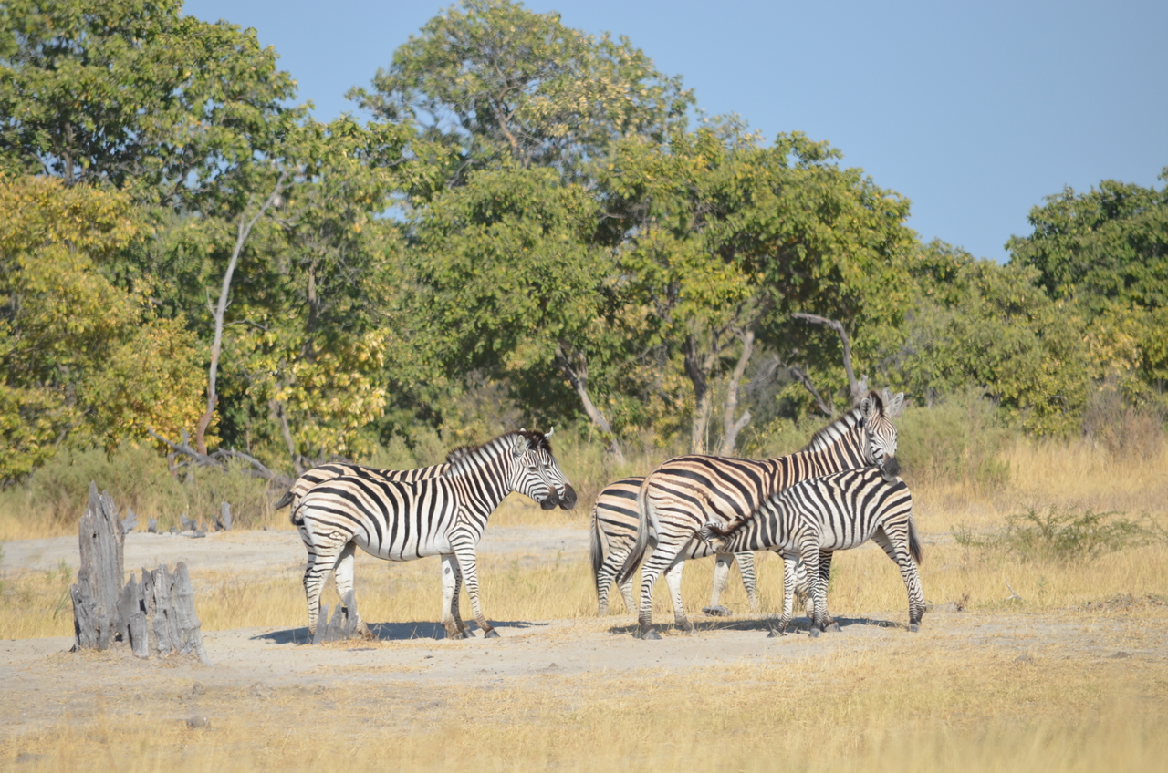 [22378] 2016_06_29_23_55_41_Africa_NIKON_D5100_IMG__00561.jpg