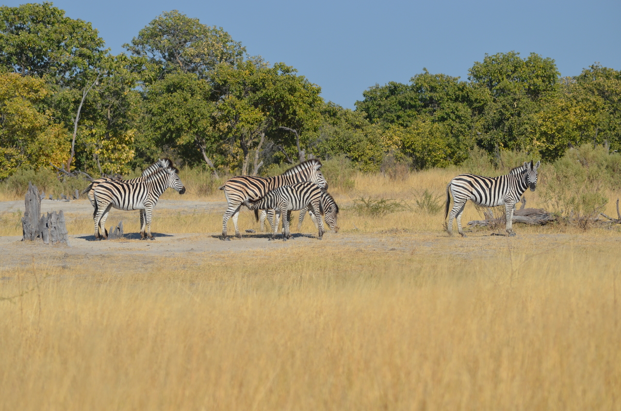 [22385] 2016_06_29_23_55_56_Africa_NIKON_D5100_IMG__05186.jpg