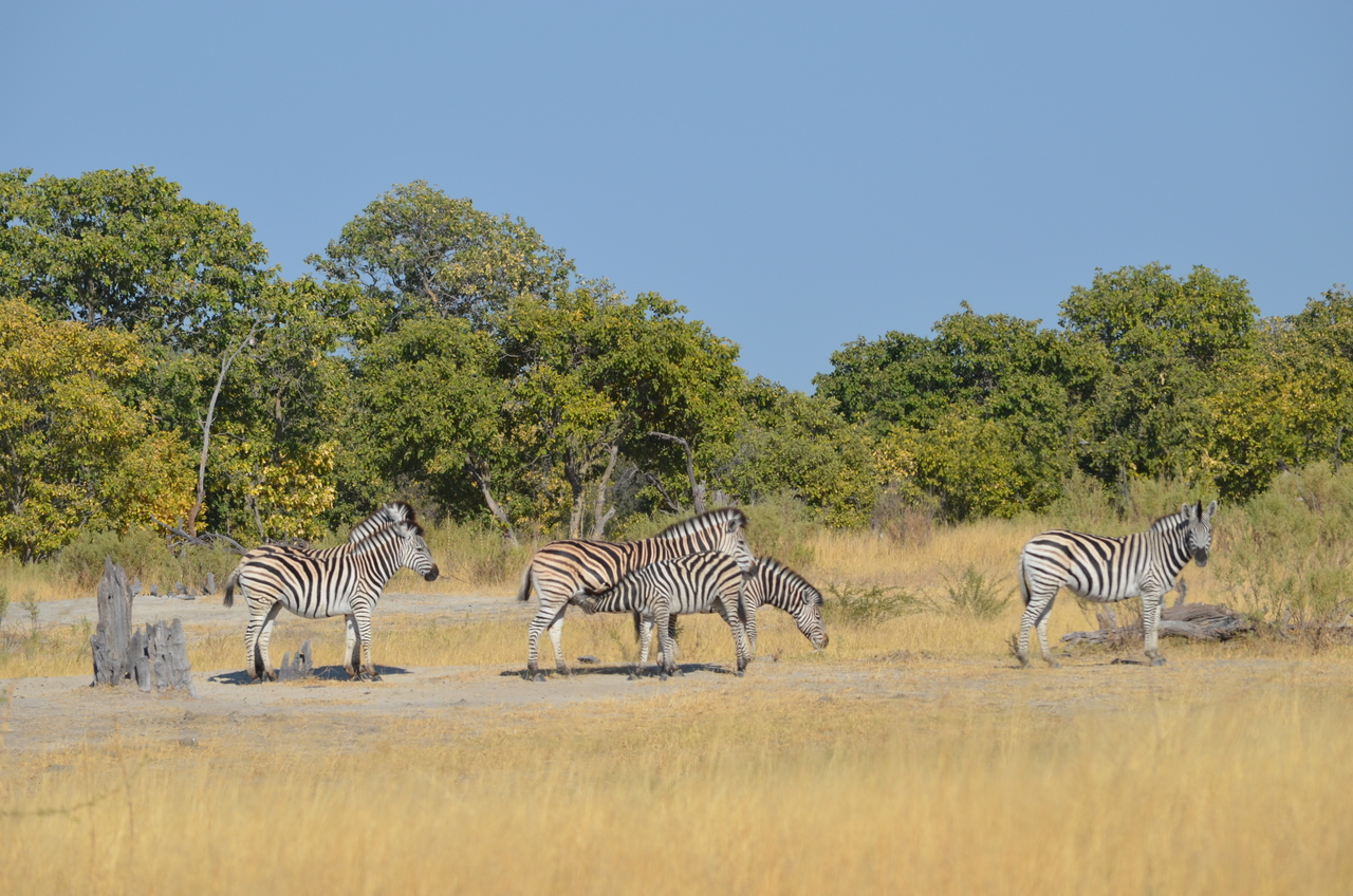 [22386] 2016_06_29_23_56_01_Africa_NIKON_D5100_IMG__00565.jpg