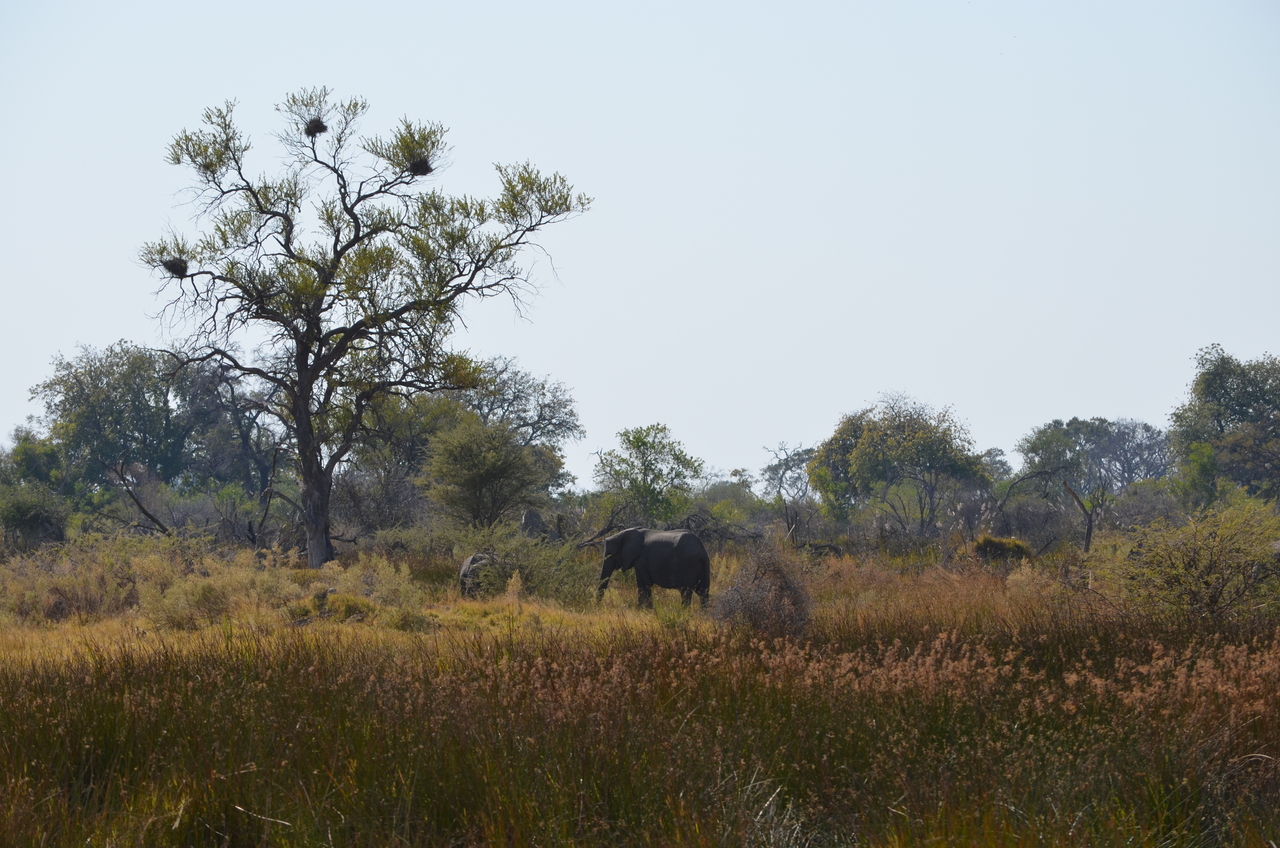 [22392] 2016_06_30_00_57_12_Africa_NIKON_D5100_IMG__00566.jpg