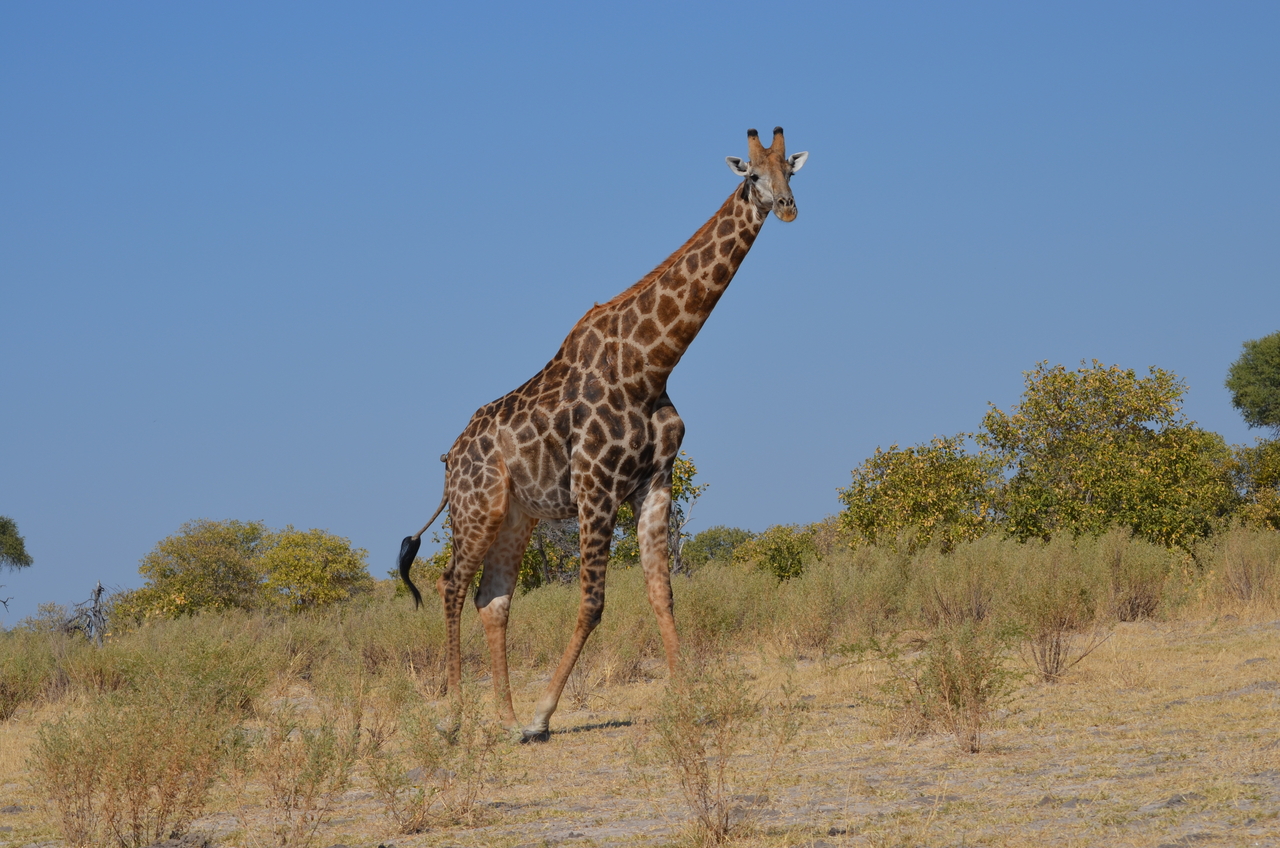 [22399] 2016_06_30_01_12_45_Africa_NIKON_D5100_IMG__05191.jpg