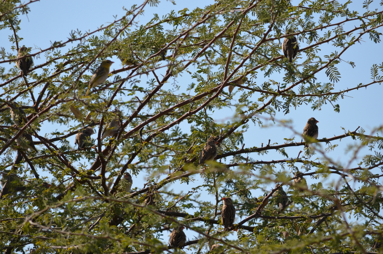 [22403] 2016_06_30_01_17_59_Africa_NIKON_D5100_IMG__05193.jpg