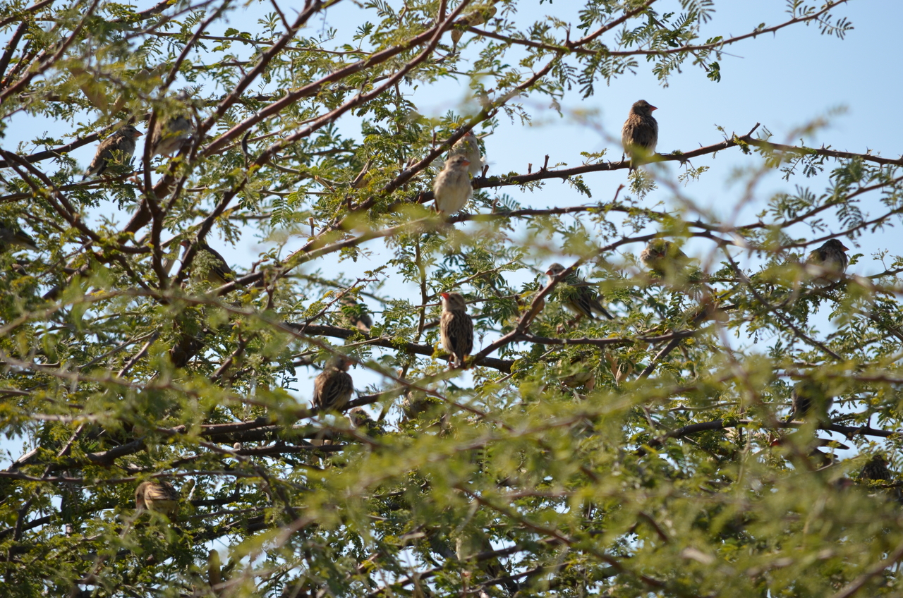 [22406] 2016_06_30_01_18_19_Africa_NIKON_D5100_IMG__00573.jpg