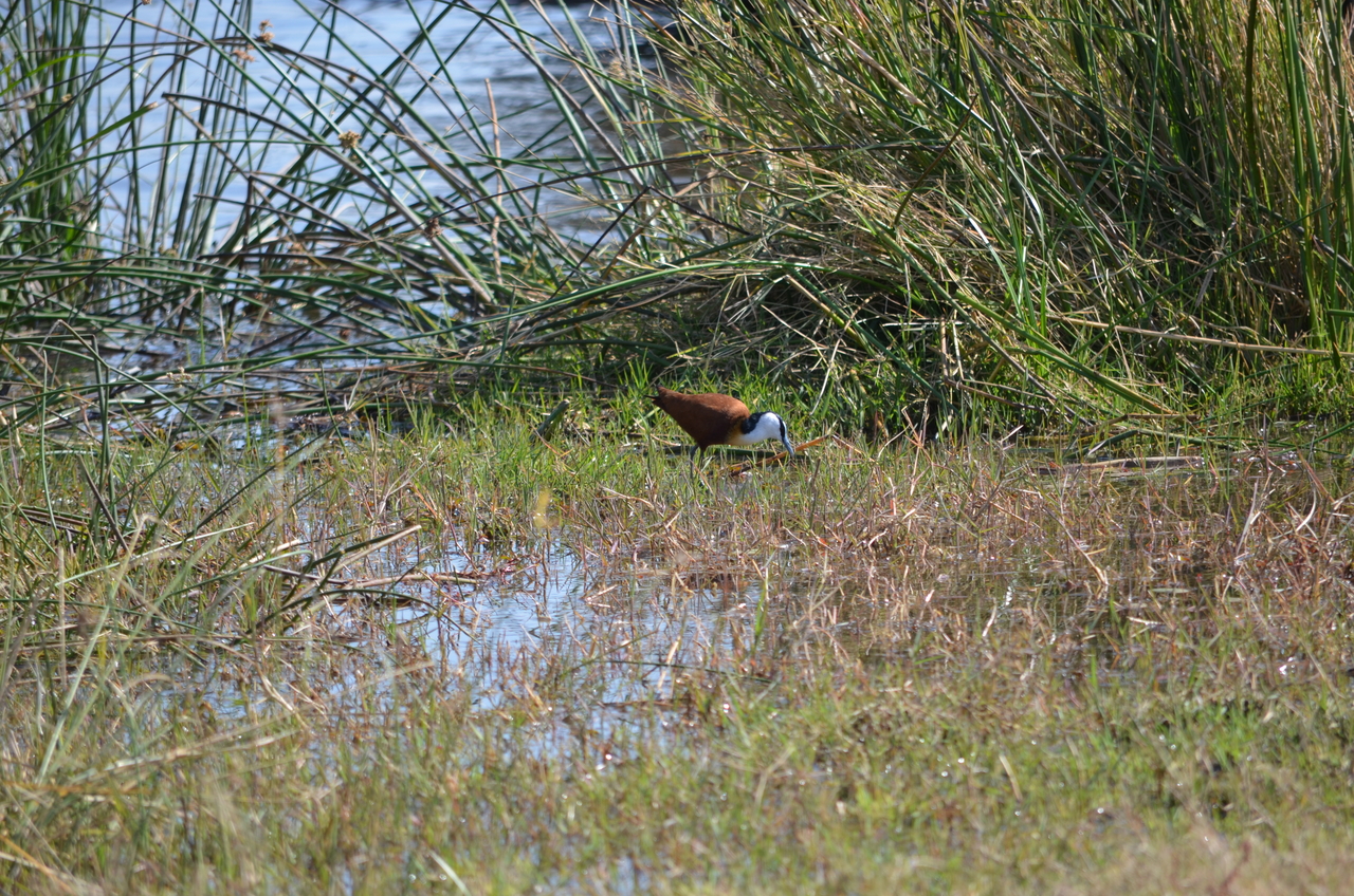 [22415] 2016_06_30_01_19_36_Africa_NIKON_D5100_IMG__05199.jpg