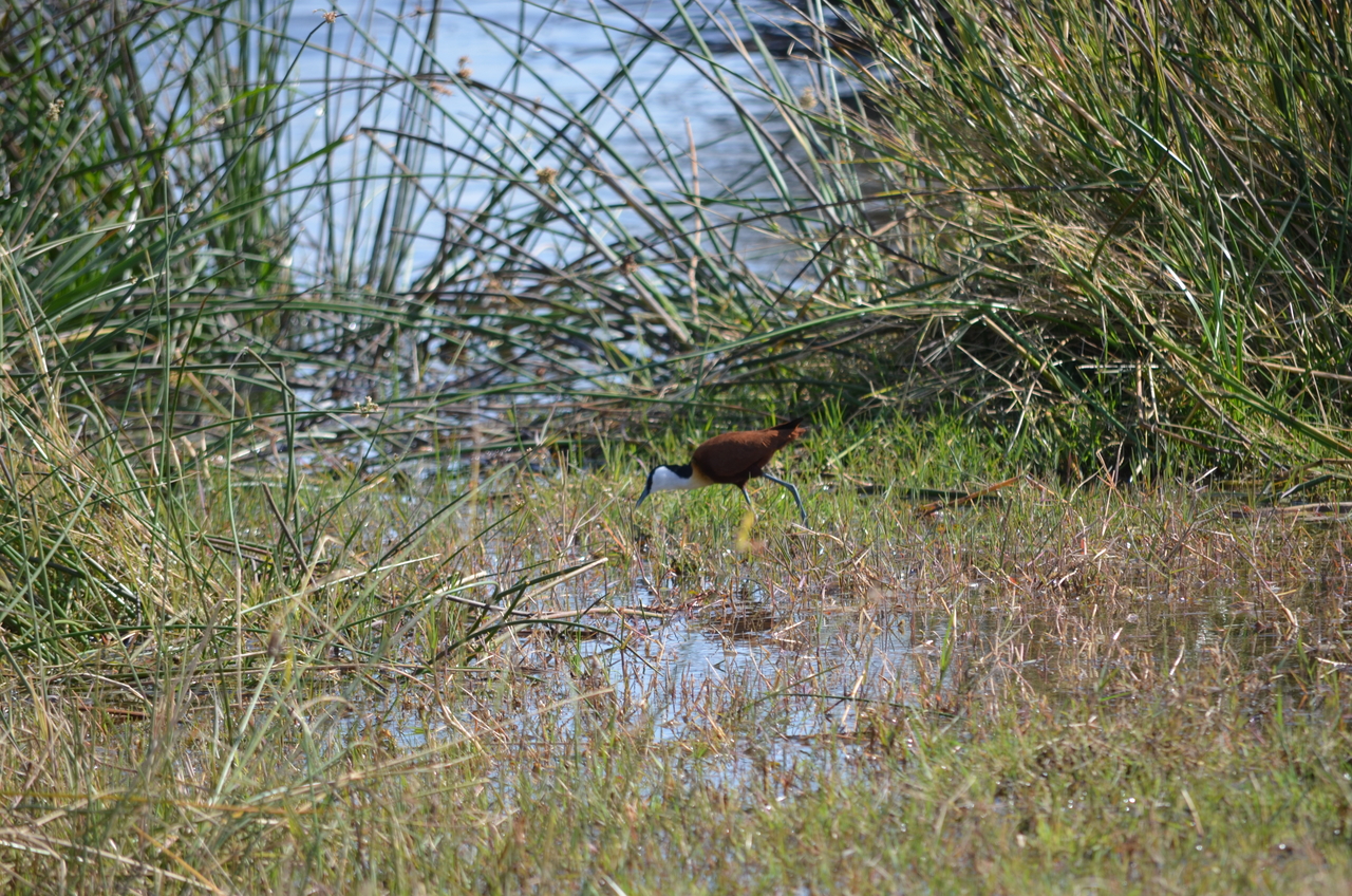 [22416] 2016_06_30_01_19_50_Africa_NIKON_D5100_IMG__00578.jpg
