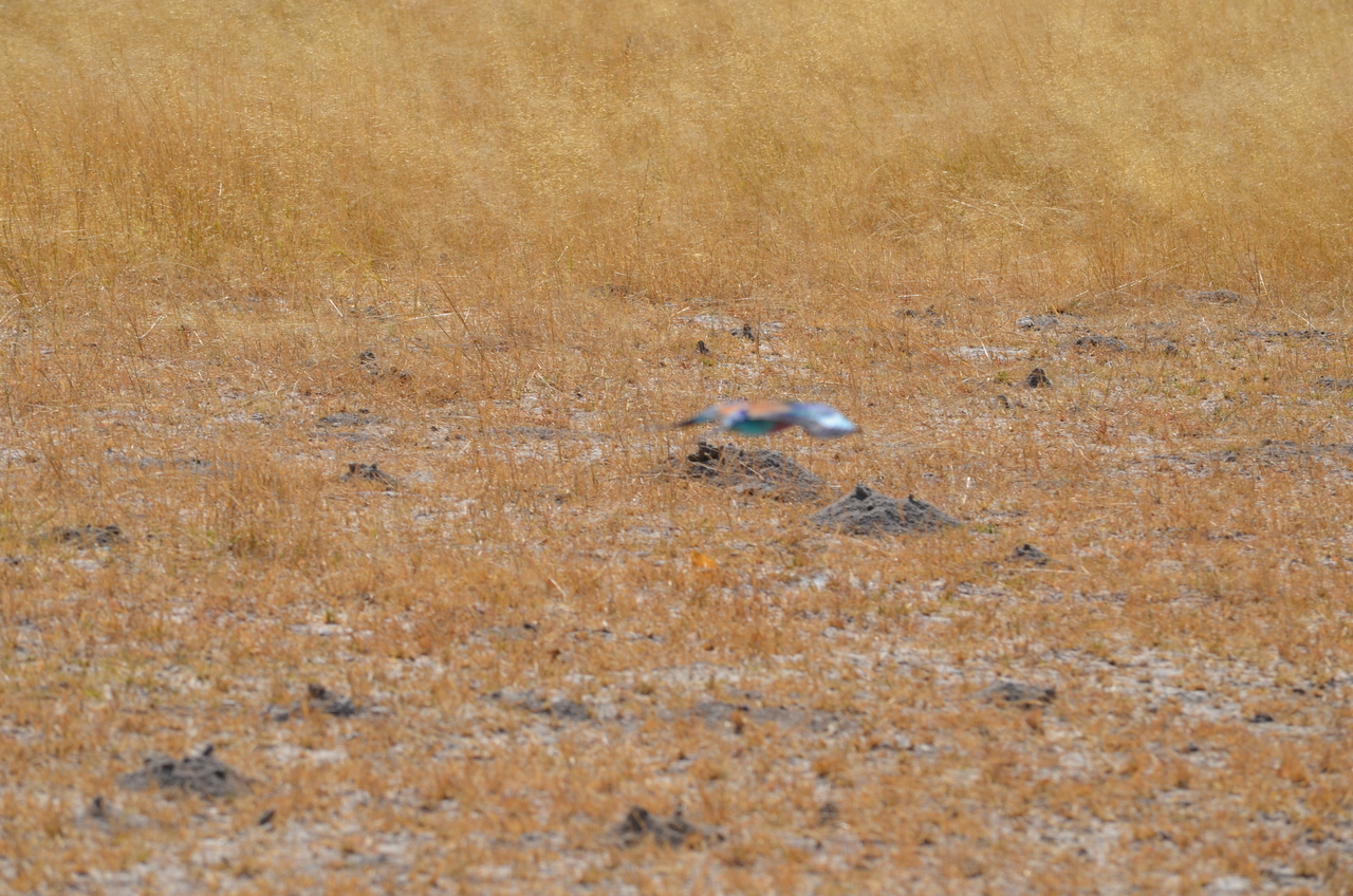 [22495] 2016_06_30_01_21_21_Africa_NIKON_D5100_IMG__05203.jpg