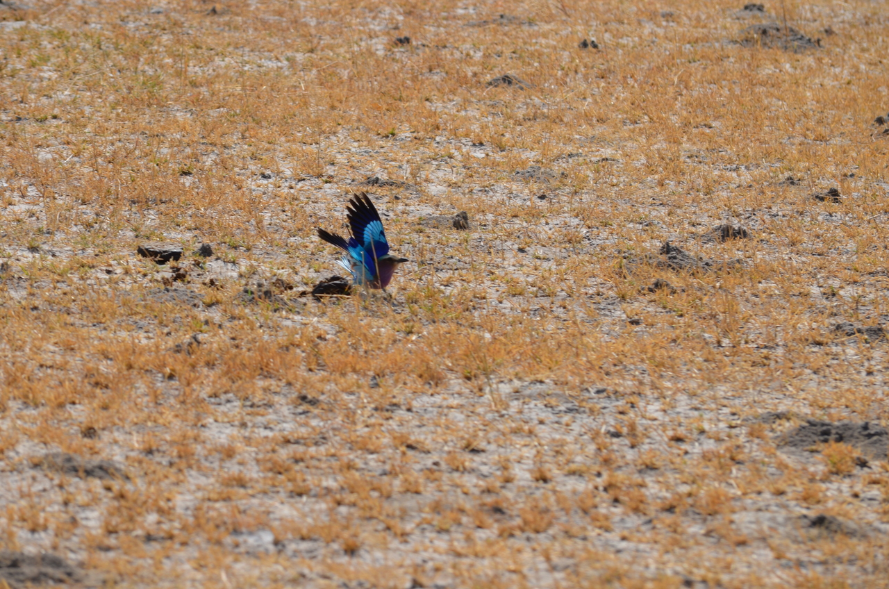 [22497] 2016_06_30_01_21_23_Africa_NIKON_D5100_IMG__05204.jpg