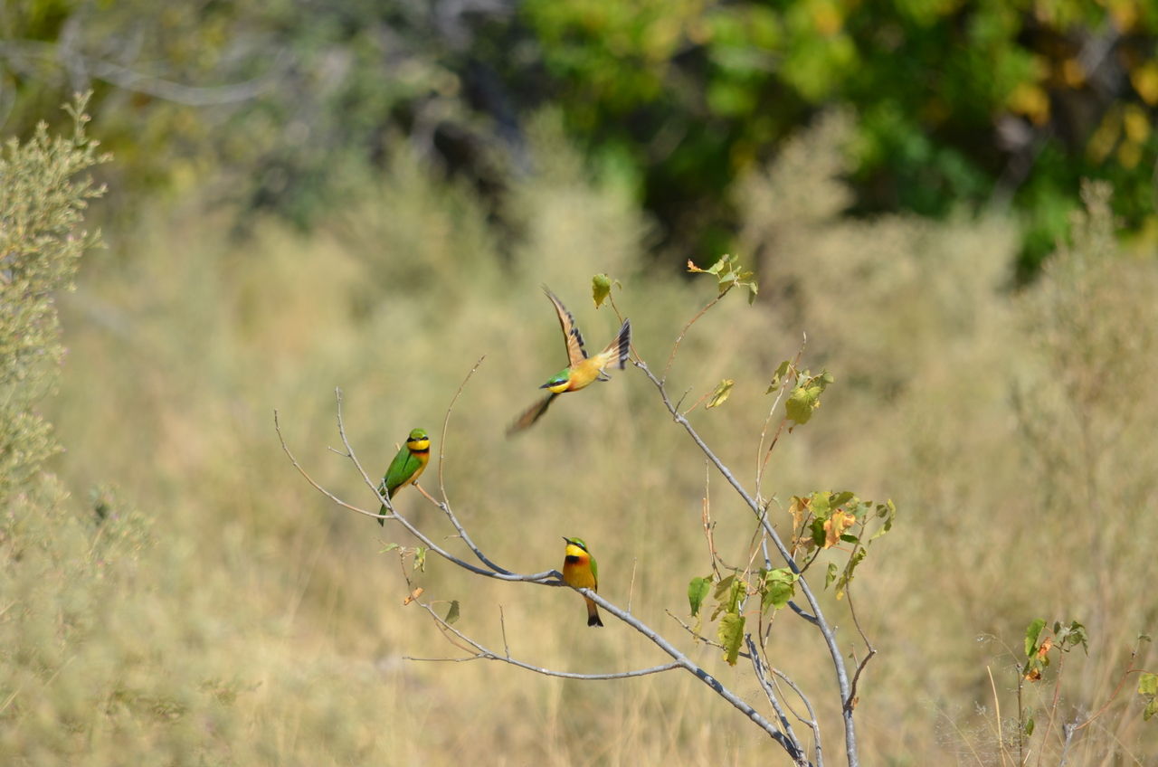 [22570] 2016_06_30_01_30_11_Africa_NIKON_D5100_IMG__05206.jpg