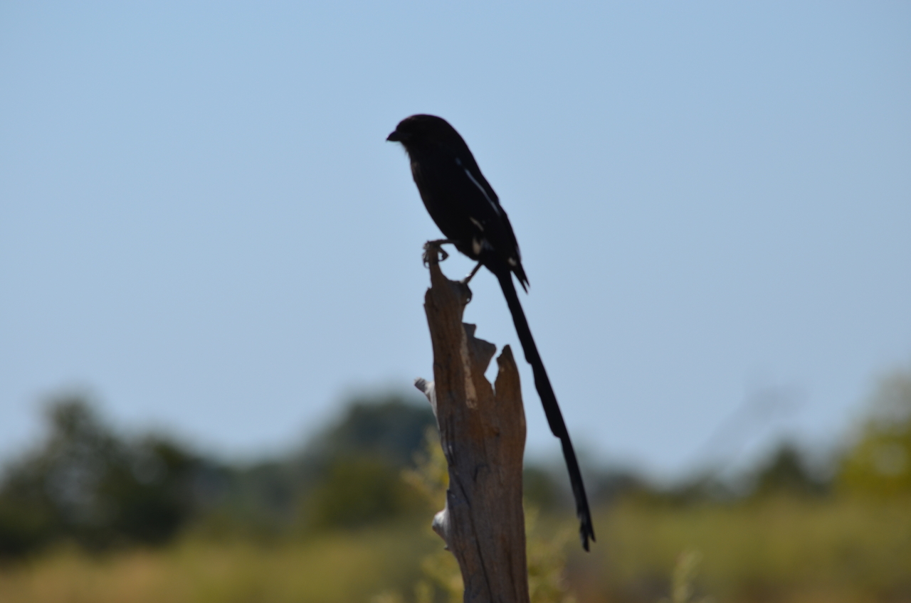 [22575] 2016_06_30_01_32_11_Africa_NIKON_D5100_IMG__00587.jpg