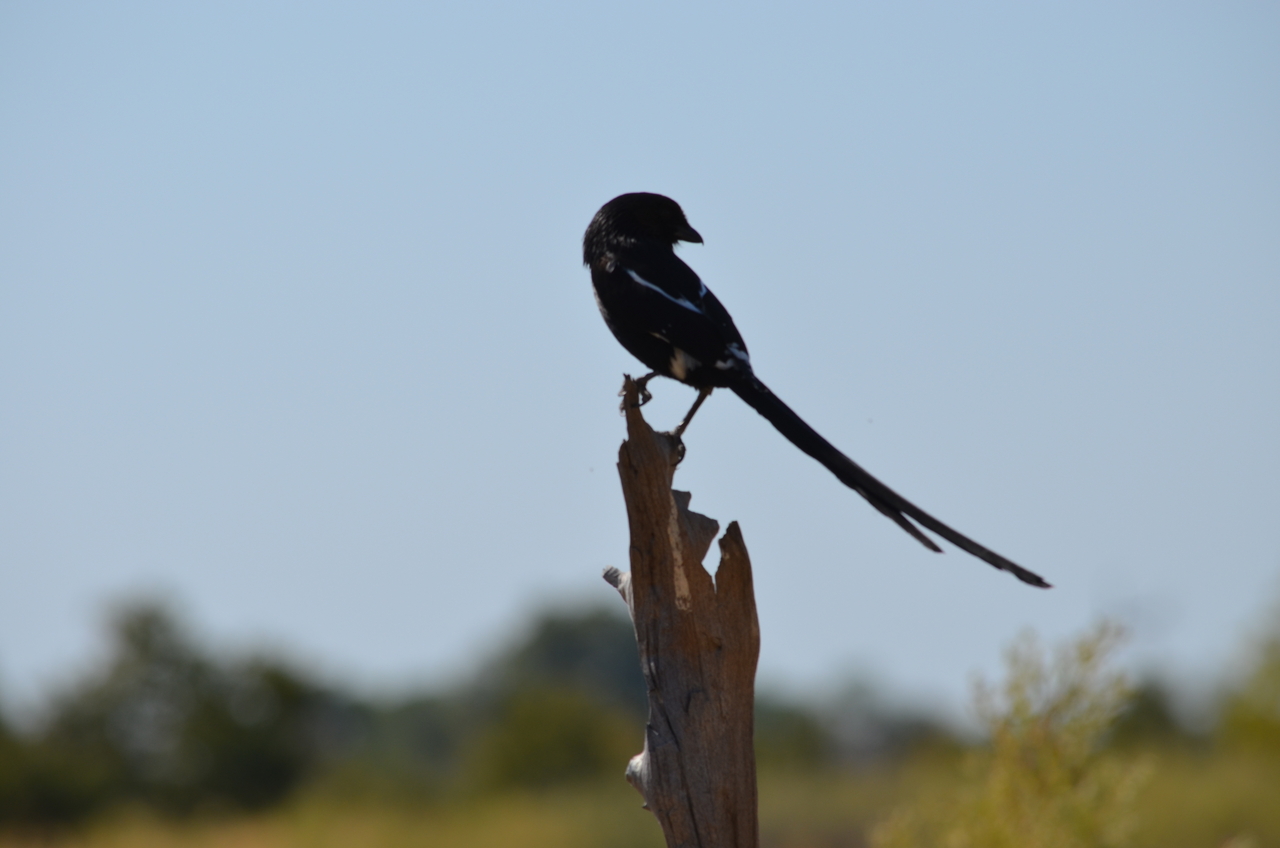 [22580] 2016_06_30_01_32_41_Africa_NIKON_D5100_IMG__05211.jpg