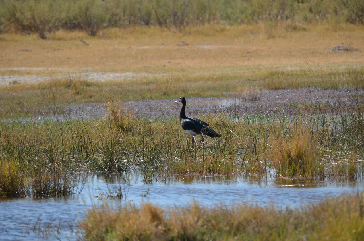 [22583] 2016_06_30_01_34_16_Africa_NIKON_D5100_IMG__00591.jpg