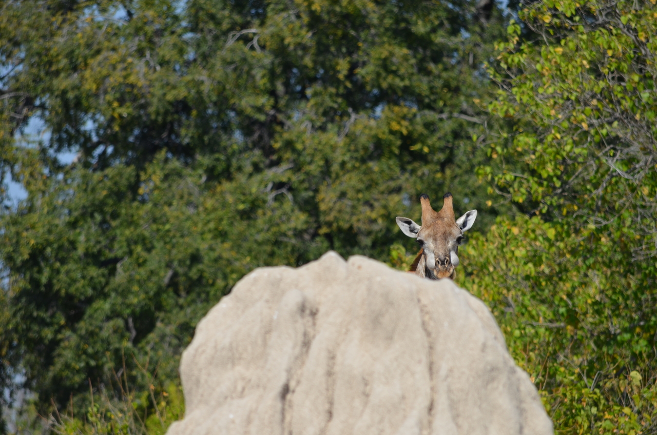 [22673] 2016_06_30_01_43_38_Africa_NIKON_D5100_IMG__05220.jpg