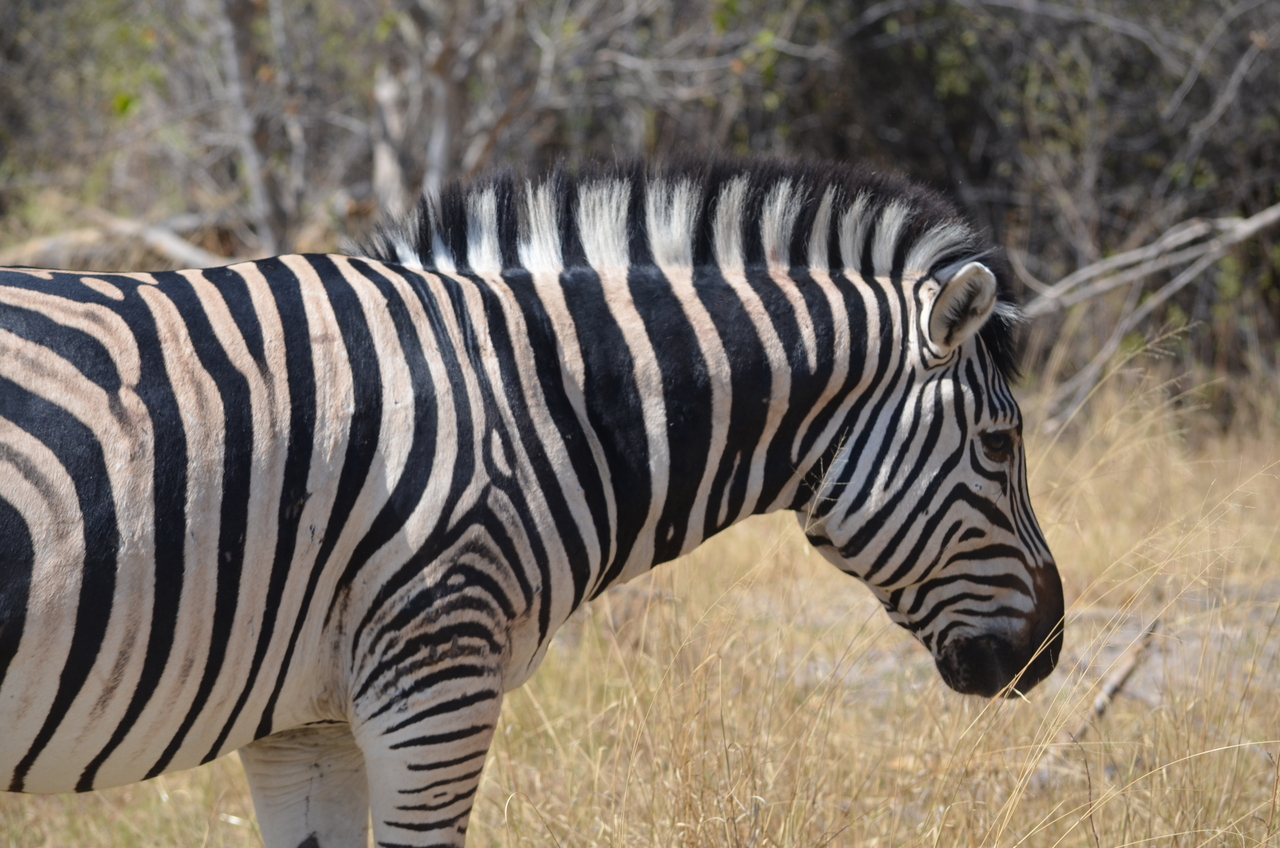 [22695] 2016_06_30_01_54_02_Africa_NIKON_D5100_IMG__05222.jpg