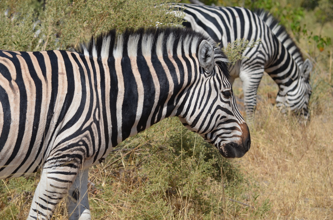 [22717] 2016_06_30_01_54_17_Africa_NIKON_D5100_IMG__05224.jpg