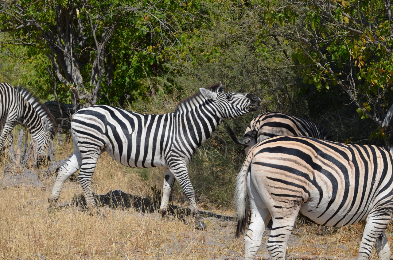 [22720] 2016_06_30_01_54_30_Africa_NIKON_D5100_IMG__00604.jpg