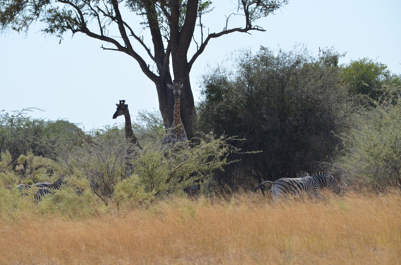 [22771] 2016_06_30_01_56_14_Africa_NIKON_D5100_IMG__05227.jpg