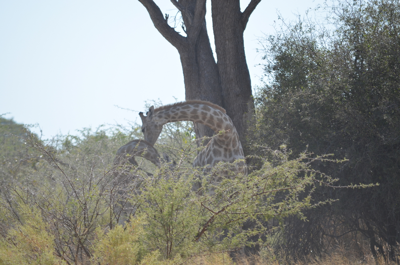 [22776] 2016_06_30_01_56_34_Africa_NIKON_D5100_IMG__00608.jpg
