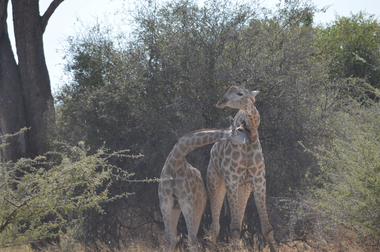 [22782] 2016_06_30_01_56_53_Africa_NIKON_D5100_IMG__00611.jpg