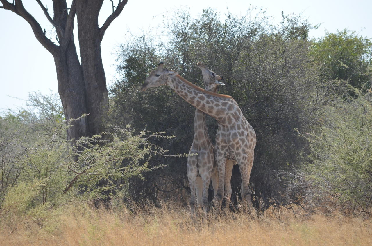[22787] 2016_06_30_01_57_06_Africa_NIKON_D5100_IMG__05235.jpg