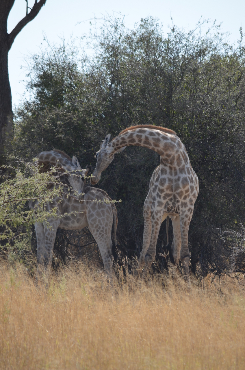 [22788] 2016_06_30_01_57_49_Africa_NIKON_D5100_IMG__00614.jpg