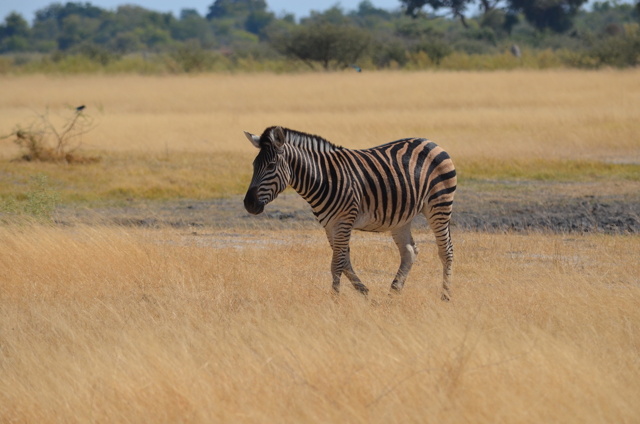[22983] 2016_06_30_02_14_50_Africa_NIKON_D5100_IMG__00623.jpg
