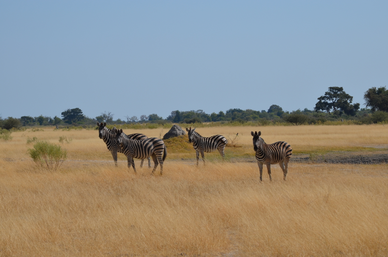 [22991] 2016_06_30_02_15_05_Africa_NIKON_D5100_IMG__00627.jpg