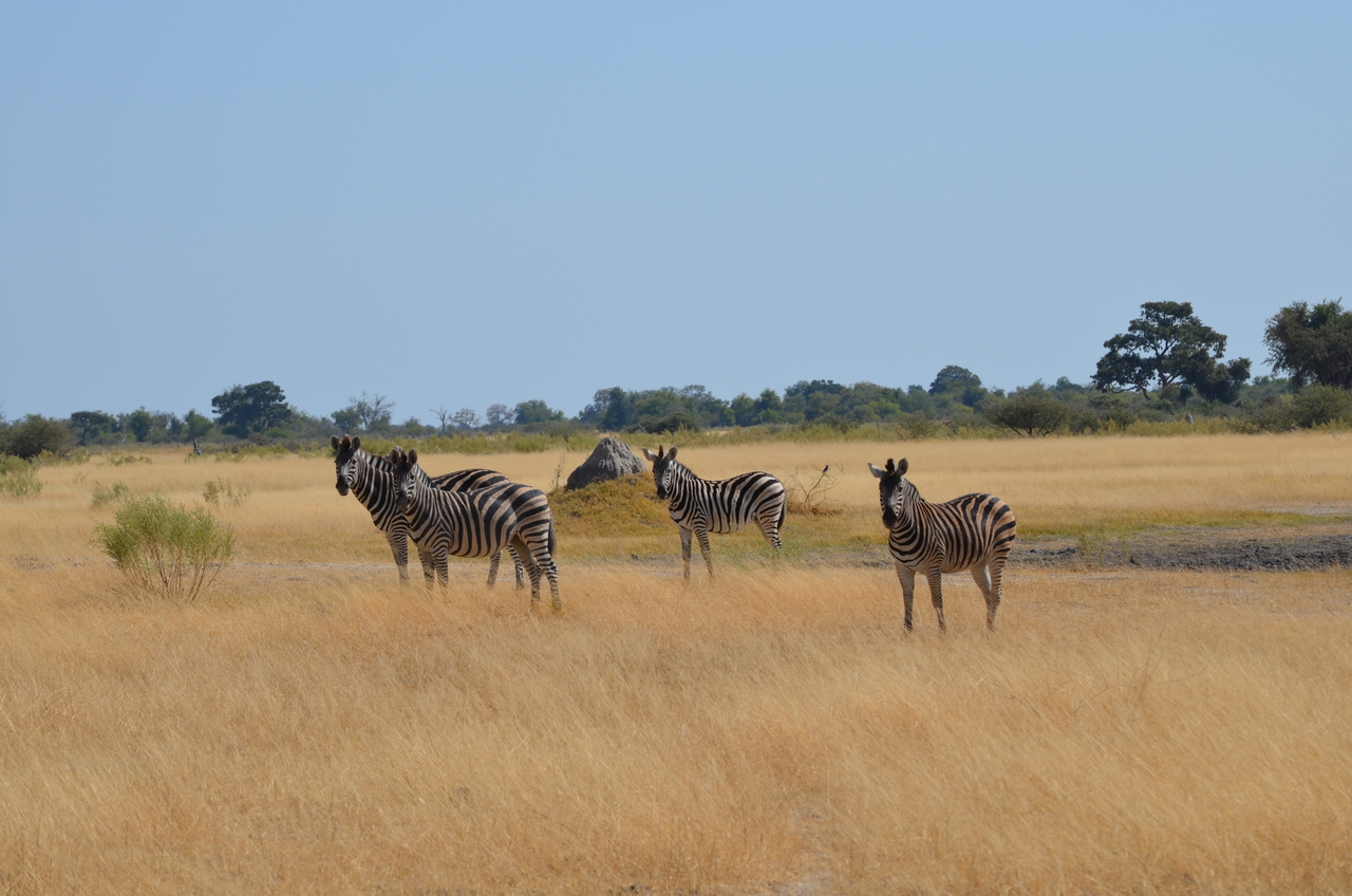 [22994] 2016_06_30_02_15_07_Africa_NIKON_D5100_IMG__05250.jpg