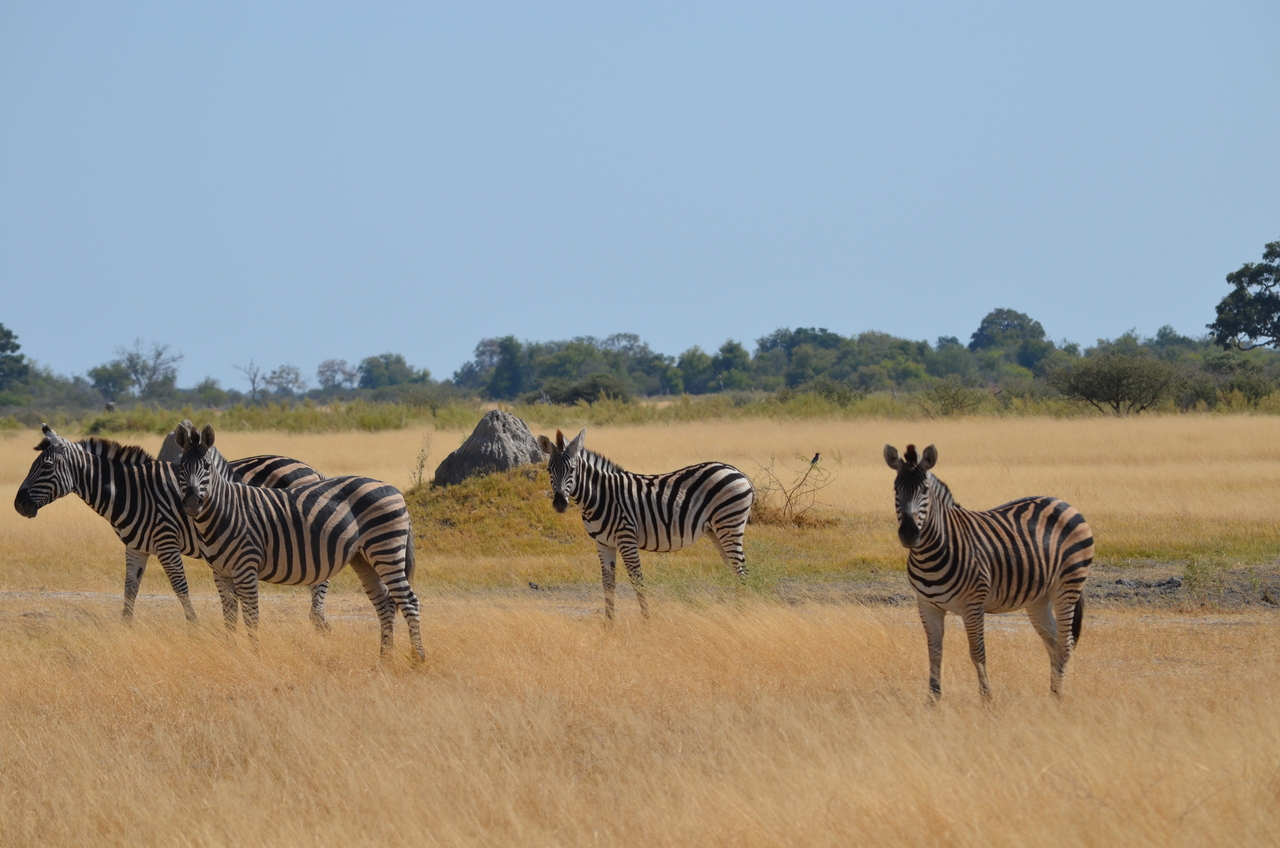[22996] 2016_06_30_02_15_09_Africa_NIKON_D5100_IMG__05251.jpg